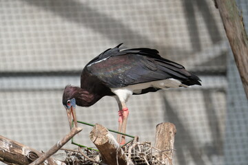 Ibis dans un zoo