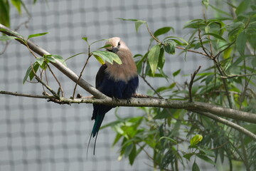 Rollier à ventre bleu