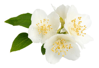 Jasmine flowers isolated on white background. fragrant white flowers with leaves.