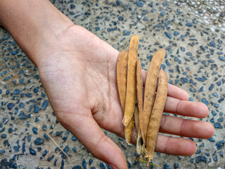 dried butterfly pea seed pods on hand