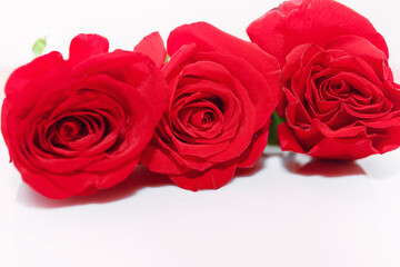 Three red roses are arranged in a row on a white background. Vibrant red roses arranged on a pristine white surface. Exuding elegance and beauty