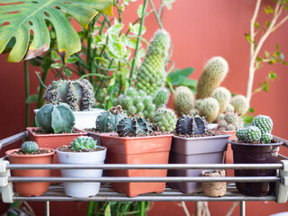 cactus plant desert succulent green tree pot garden houseplant lifestyle nature beautiful natural flower floral summer fresh tropical botanical growth thorn decoration background selected focus