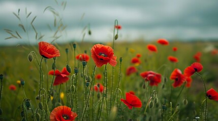 Fototapeta premium Wild red poppies blooming in the spring