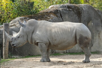 Naklejka premium Rhinocéros dans un zoo