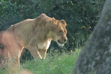 Lionne dans un zoo
