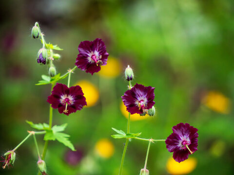 Geranium phaeum (lat. Geranium phaeum) is a perennial, moisture-loving herb with a thick rhizome from the Geraniaceae family. Its natural range includes Europe from Spain to Russia.