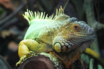 Iguane dans un zoo