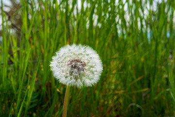 Dandelion has medicinal effects and is also a nutritious food. It contains many minerals, vitamins and bioactive substances