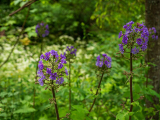 Alpine milkweed (Cicerbita alpina) is a wild plant growing up to a height of around 2 m. It does not limit its occurrence only to the high European mountains of the Alps, but also  in Europe.