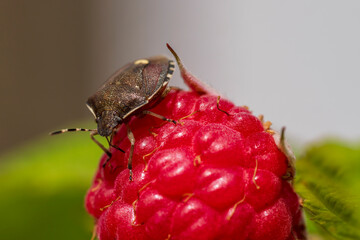 A stink bug sit on a red raspberry in close up view with a soft bokeh background