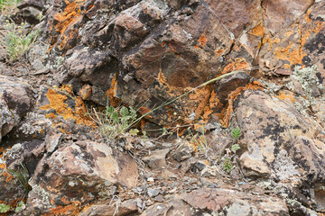 A rock covered with orange moss.