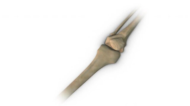 Human Patella bone isolated on white background