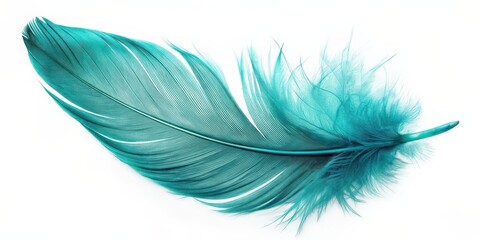 Teal blue feather of an angel on isolated background, feather, teal, blue, angel, isolated, background, delicate, ethereal, light