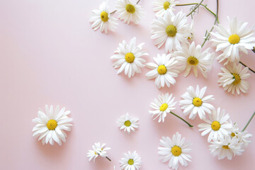 White Daisies on a Soft Pink Background Minimalist Floral Composition for Spring and Summer Themes