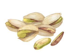Pistachio nut watercolor illustration. Botanical drawing sketch stylized. Isolated. Hand drawn, suitable for food packaging design