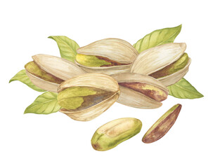 Pistachio nut with leaves watercolor illustration. Botanical drawing sketch stylized. Isolated. Hand drawn, suitable for food packaging design
