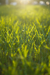 sunset . green grass