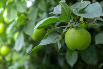 Ripe green apples growing in tree countryside garden. Fresh bunch of natural eco friendly fruits in organic garden. Sustainable farming 