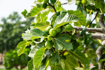 Reife Feigen an einem Feigenbaum