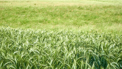 Ears of rye in the field