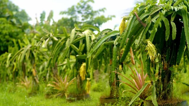 Dragon fruit plants in a row with pineapple plants, yellow flower forming