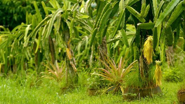 Dragon fruit plants in a row with pineapple plants