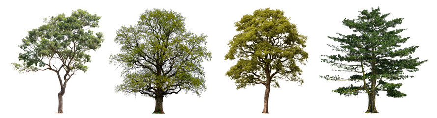 Fototapeta premium Tree png cut out element set