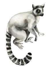 lemur watercolor animal, hand-drawn Madagascar lemur illustration on isolated background for jungle design © Hanna