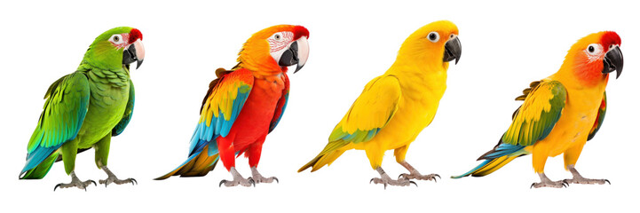 Colorful Parrots png on transparent background