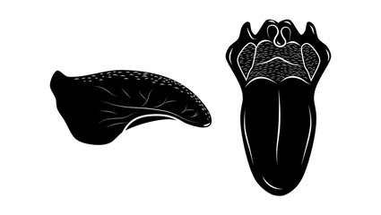Human tongue anatomy, black isolated silhouette