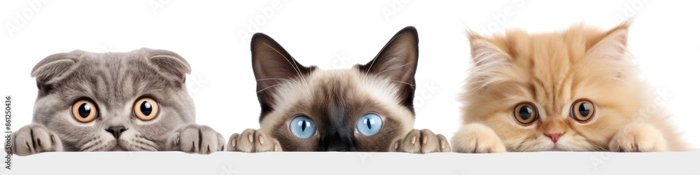 Poster cats peeking png element set on transparent background