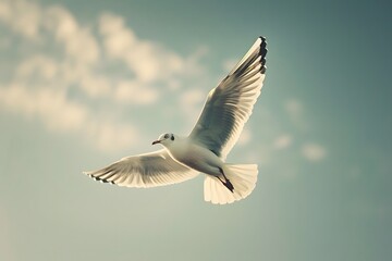 Obraz premium Bird soaring wings outstretched