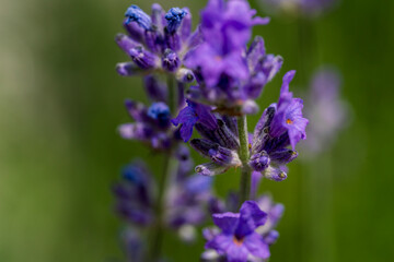 Purple Lavender in close up view with de focus bokeh background