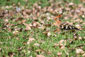 a African Hoopoe bird on grass