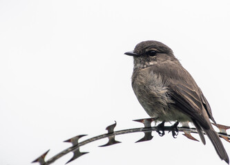 Flycatcher perched on razor wire