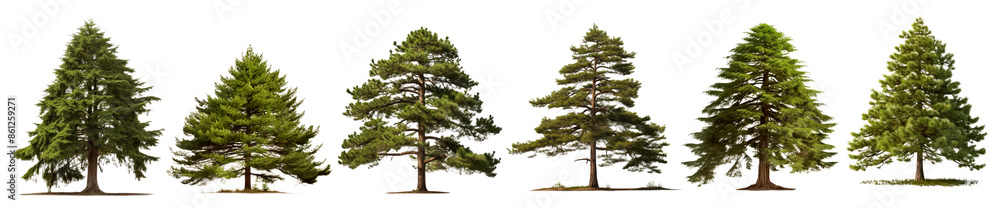 Poster pine tree png element set on transparent background