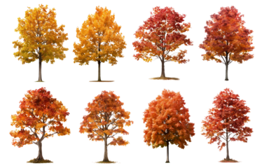 Autumn tree png element set on transparent background