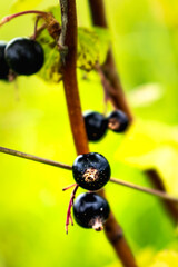 Blackcurrant, fruit full of vitamin, fiber and minerals, relieves joints, coughs, blood vessels, ribes nigrum