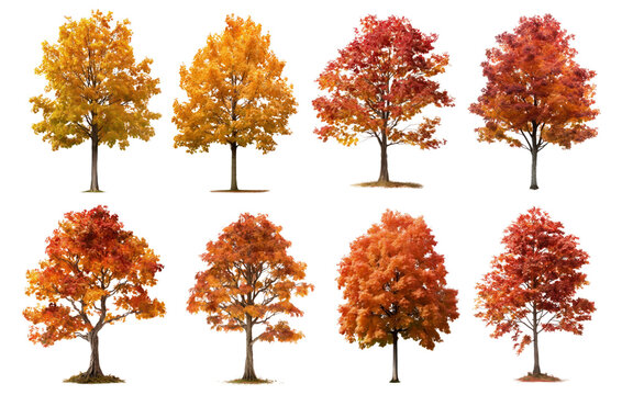 Autumn tree png element set on transparent background