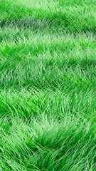 Green lawn grass fresh background