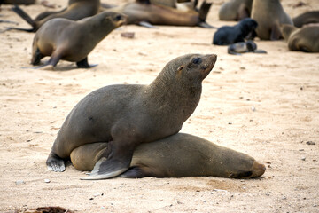 Black fur seals making love at the Cape Cross reserve in Namibia