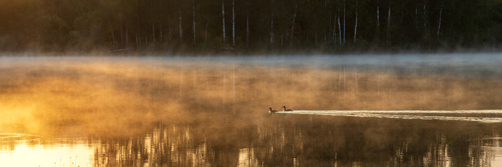 Morning fog on the lake. Two wild birds are swimming on the water. Great crested grebe. Golden...