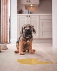 Toilet Or House Training Border Terrier Puppy Sitting On Kitchen Floor At Home After Wee