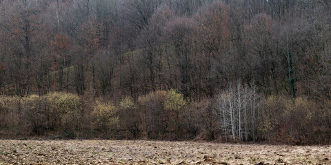 Deciduous forest with some remaining leaves in February, bare trees