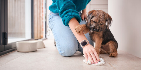 Close Up Of Female Owner Cleaning Up Whilst Toilet Or House Training Border Terrier Puppy At Home