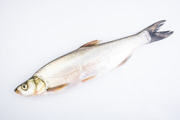 Fototapeta premium A fresh white fish on a white background