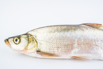 A fresh white fish on a white background