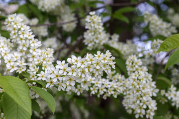
white wooden flowers with a yellow center on the branch