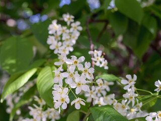 
white wooden flowers with a yellow center on the branch