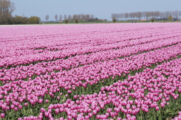 Large field of purple and pink tulips in the Netherlands with a few trees in the background on a dike.